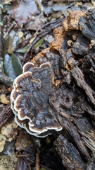 Trametes versicolor