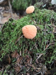 Tubifera