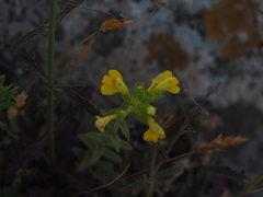 Bellardia viscosa