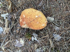 Boletus chippewaensis