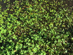 Marsilea mollis