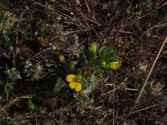 Bellardia viscosa