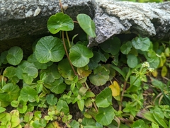 Hydrocotyle umbellata