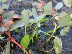 Heteranthera rotundifolia