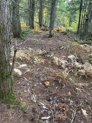 Boletus chippewaensis
