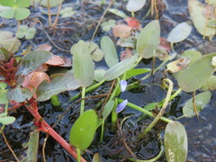 Heteranthera rotundifolia