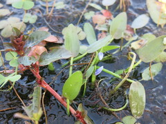 Heteranthera rotundifolia