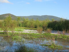 Pontederia crassipes
