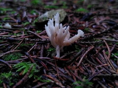 Clavulina rugosa