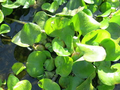 Pontederia crassipes
