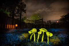 Cortinarius clandestinus