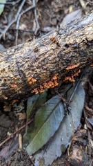 Xylobolus spectabilis