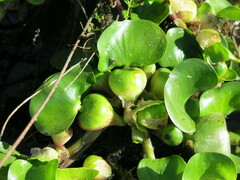 Pontederia crassipes