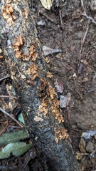 Xylobolus spectabilis