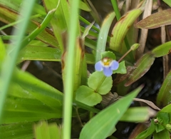 Torenia