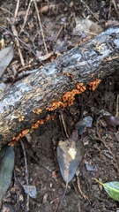 Xylobolus spectabilis