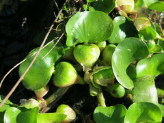 Pontederia crassipes