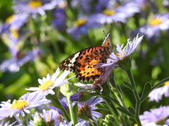 Argynnis hyperbius