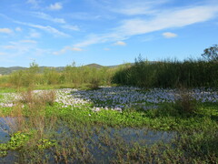 Pontederia crassipes