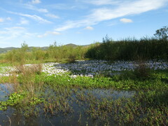 Pontederia crassipes