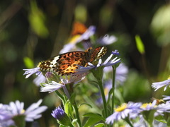 Argynnis hyperbius