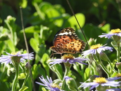 Argynnis hyperbius