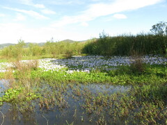 Pontederia crassipes