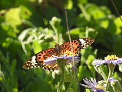 Argynnis hyperbius