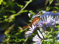 Argynnis hyperbius