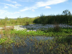Pontederia crassipes