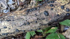 Annulohypoxylon truncatum