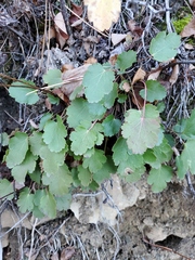 Heuchera cylindrica