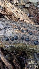 Annulohypoxylon truncatum