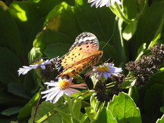 Argynnis hyperbius