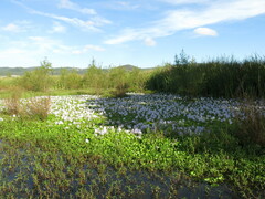 Pontederia crassipes