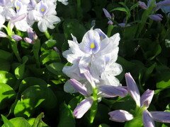 Pontederia crassipes