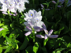 Pontederia crassipes