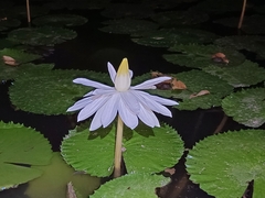 Nymphaea lotus