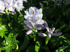 Pontederia crassipes