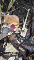 Marasmius pulcherripes