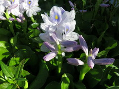 Pontederia crassipes