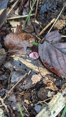 Marasmius pulcherripes