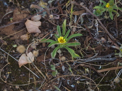 Asteriscus aquaticus