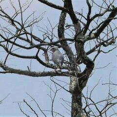 Kaupifalco monogrammicus