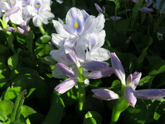 Pontederia crassipes