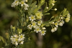 Phyllanthus calycinus