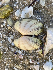 Ruditapes decussatus