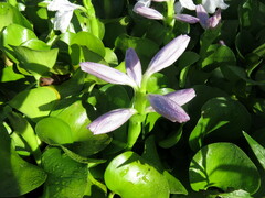 Pontederia crassipes