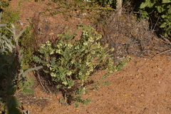 Phyllanthus calycinus