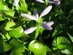 Pontederia crassipes